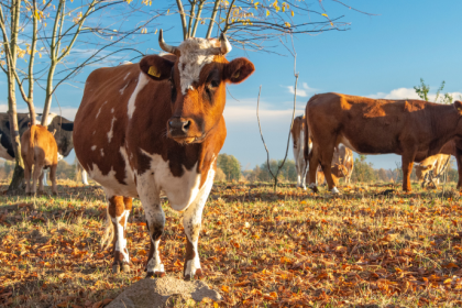 Por que a suplementação mineral no pasto é indispensável e como João Eustáquio De Almeida Junior explica seus impactos diretos na saúde e no desempenho do rebanho.