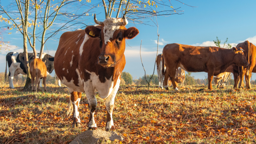 Por que a suplementação mineral no pasto é indispensável e como João Eustáquio De Almeida Junior explica seus impactos diretos na saúde e no desempenho do rebanho.
