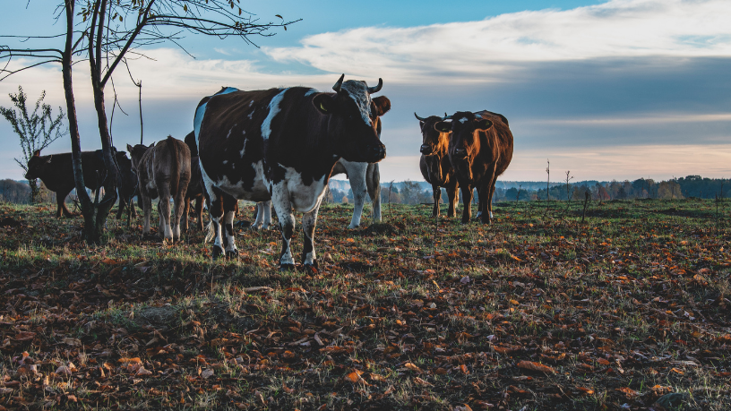 Suplementação mineral no pasto é indispensável, e João Eustáquio De Almeida Junior detalha neste artigo os motivos que tornam essa prática essencial.